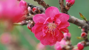 桃花图片大全大图_14