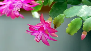 蟹爪兰图片_2