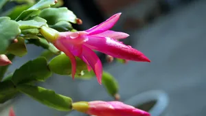 蟹爪兰图片_6