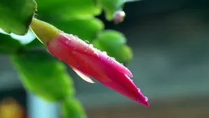 蟹爪兰图片_7