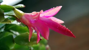 蟹爪兰图片_10