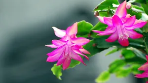 蟹爪兰图片_12