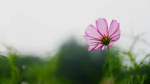 格桑花花语图片