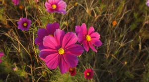 格桑花花语图片_2
