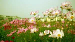 格桑花花语图片_3