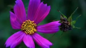 格桑花花语图片_4