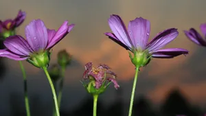 格桑花花语图片_5