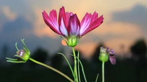 格桑花花语图片_6