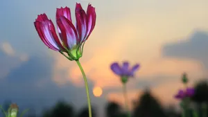 格桑花花语图片_7