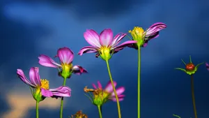 格桑花花语图片_9