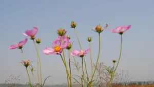 格桑花花语图片_10