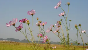 格桑花花语图片_11