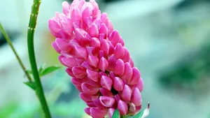 鲁冰花图片_3