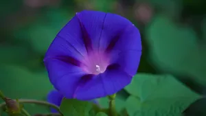 紫色牵牛花图片_2
