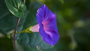紫色牵牛花图片_3