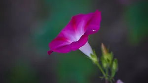 紫色牵牛花图片_5