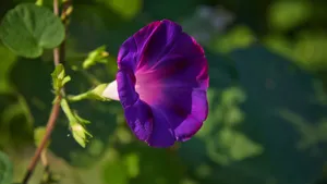 紫色牵牛花图片_6