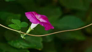 紫色牵牛花图片_7