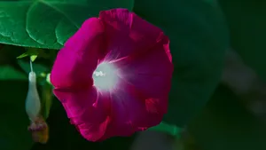 紫色牵牛花图片_8