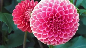 大丽花图片壁纸_2
