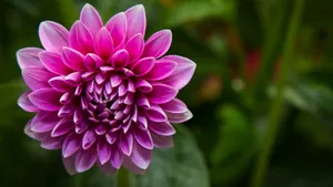 大丽花图片壁纸_4