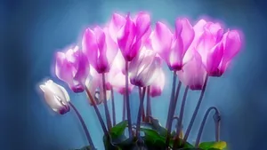如梦如幻仙客来图片壁纸