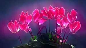 如梦如幻仙客来图片壁纸_2