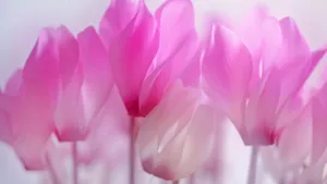 如梦如幻仙客来图片壁纸_4