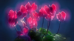 如梦如幻仙客来图片壁纸_5
