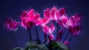 如梦如幻仙客来图片壁纸_6