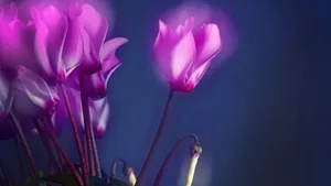 如梦如幻仙客来图片壁纸_7
