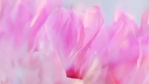 如梦如幻仙客来图片壁纸_12