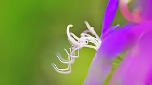 巴西野牡丹花卉壁纸_2