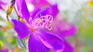 巴西野牡丹花卉壁纸_3