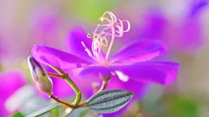 巴西野牡丹花卉壁纸_4