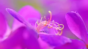 巴西野牡丹花卉壁纸_5