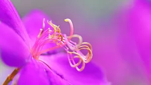 巴西野牡丹花卉壁纸_7