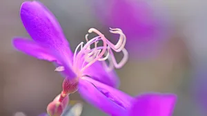巴西野牡丹花卉壁纸_8