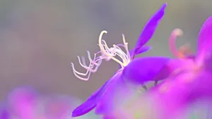 巴西野牡丹花卉壁纸_9
