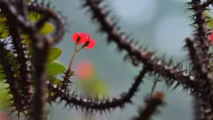 虎刺梅图片_7