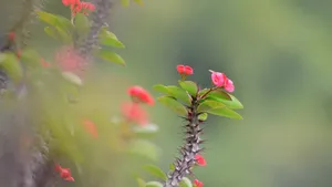 虎刺梅图片_8
