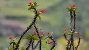 虎刺梅图片_9