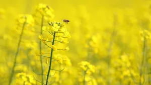 油菜花图片桌面壁纸_2