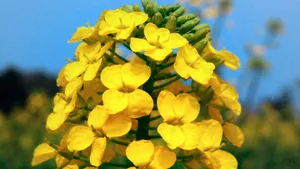 油菜花图片桌面壁纸_3
