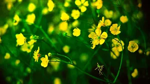 油菜花图片桌面壁纸_4