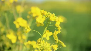 油菜花图片桌面壁纸_5