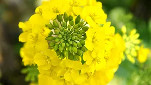 油菜花图片桌面壁纸_6