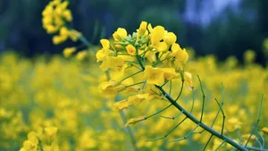 油菜花图片桌面壁纸_7