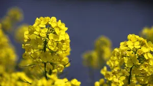 油菜花图片桌面壁纸_8