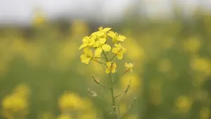 油菜花图片桌面壁纸_10